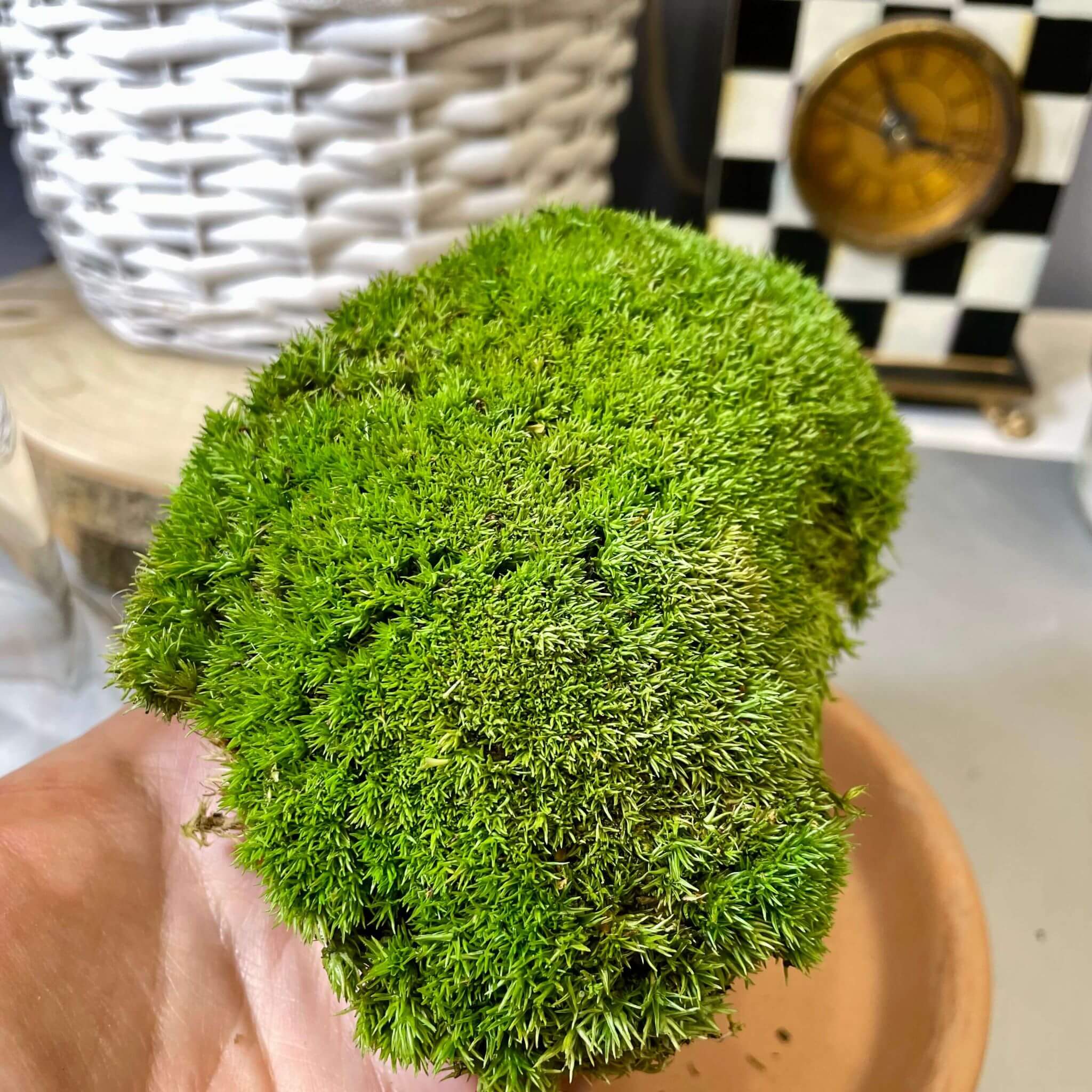 Woodland Relic – terariu cu gandac cerb si ciuperca rosie, sub cupola