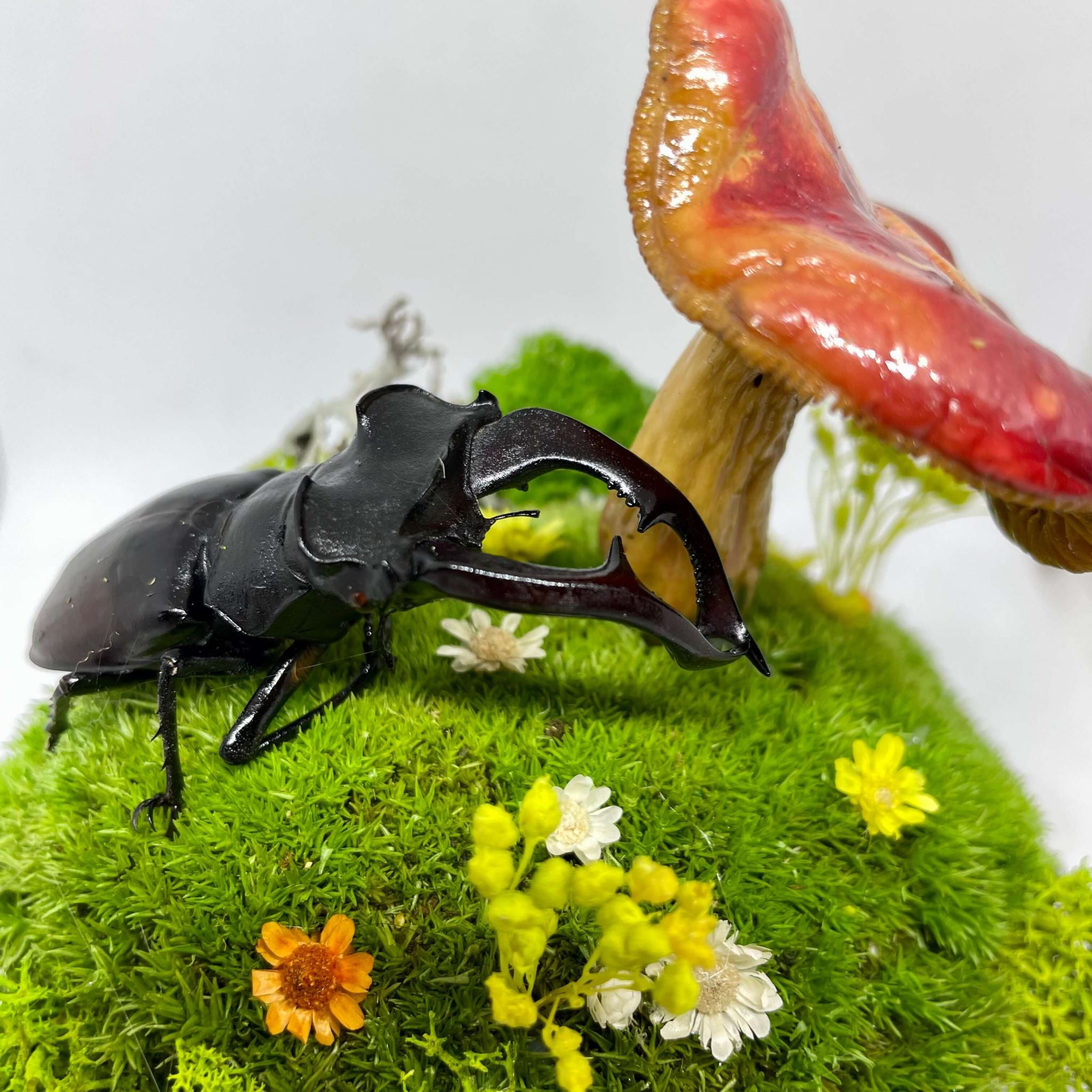 Woodland Relic – terariu cu gandac cerb si ciuperca rosie, sub cupola