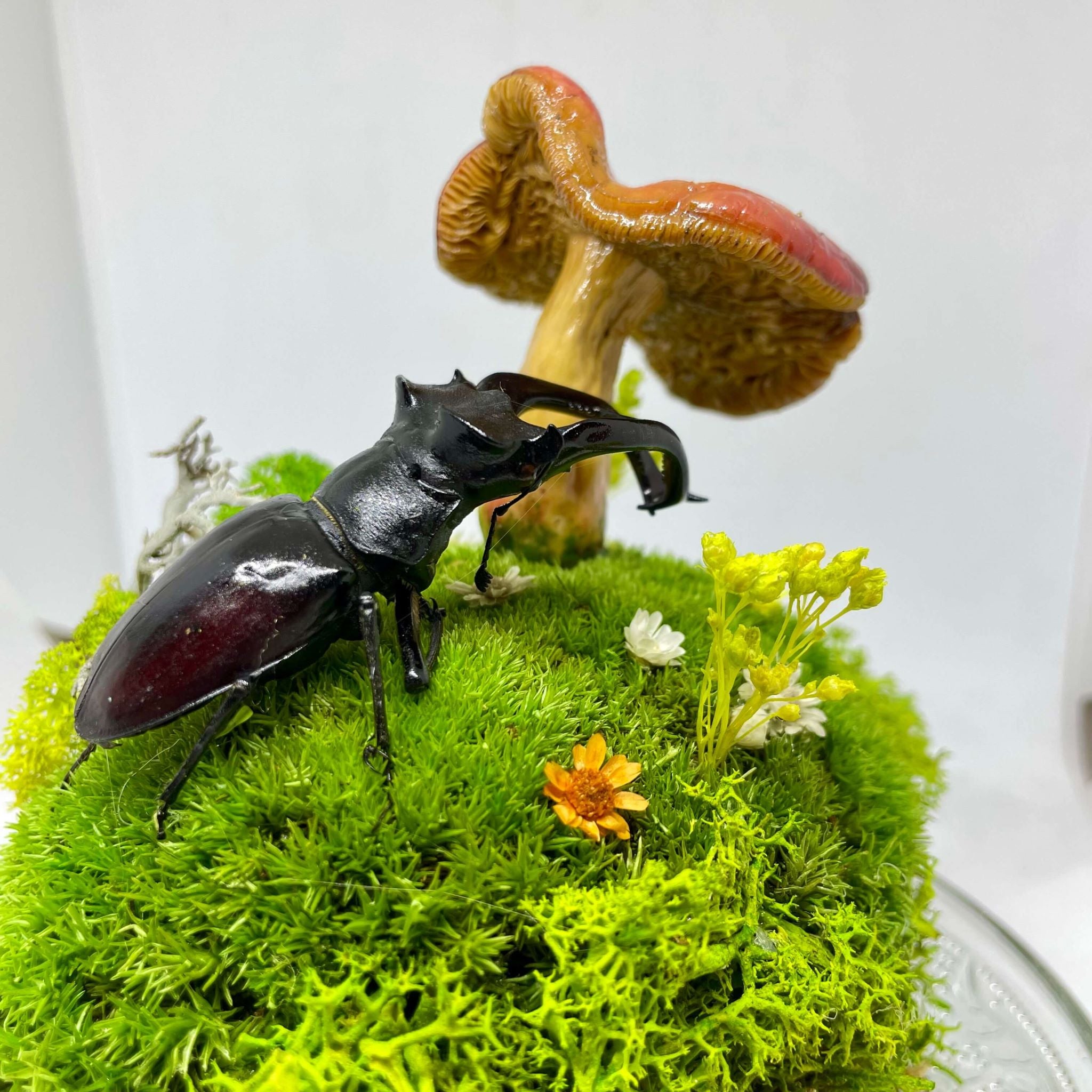 Woodland Relic – terariu cu gandac cerb si ciuperca rosie, sub cupola
