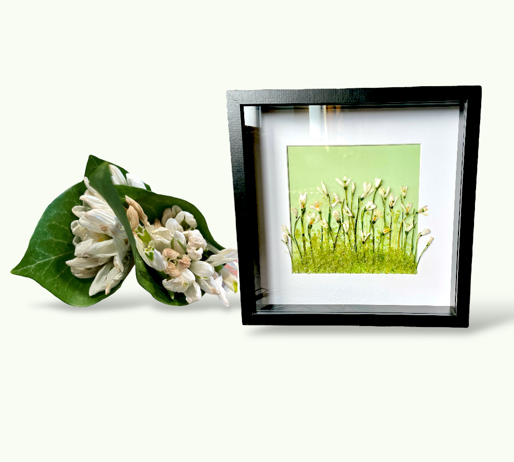 Transformation collage - dried snowdrops restored and turned into a custom shadowbox