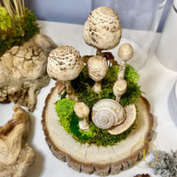 Fungus Family: Real Dried Mushrooms Zero-maintenance Terrarium