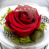 Close view of preserved red rose