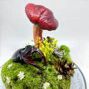 Woodland Relic 2: Real Stag Beetle & Red Mushroom Terrarium