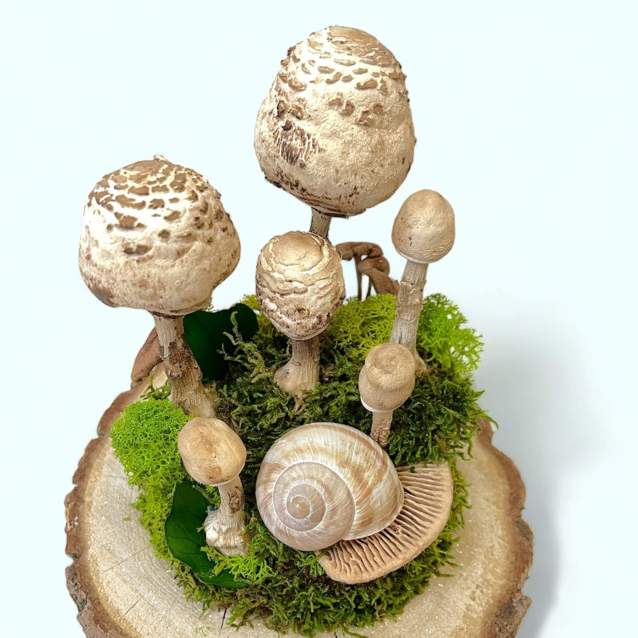 Fungus Family: Real Dried Mushrooms Zero-maintenance Terrarium