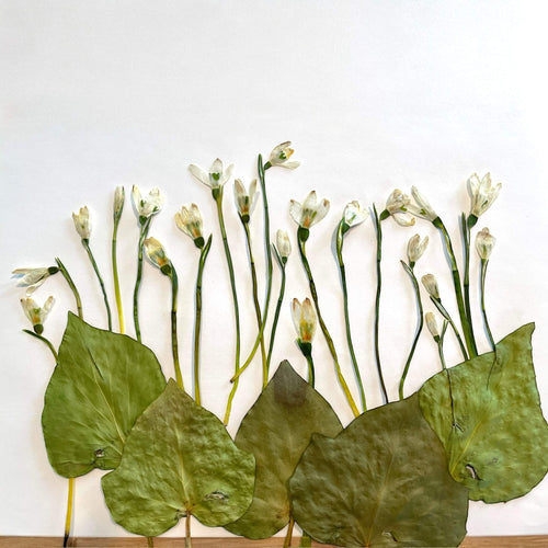 Buchet mini cu ghiocei naturali conservati in rasina | Amintire pretioasa