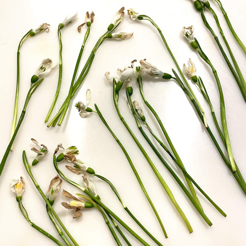 Buchet mini cu ghiocei naturali conservati in rasina | Amintire pretioasa