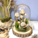 Fungus Family: Real Dried Mushrooms Zero-maintenance Terrarium