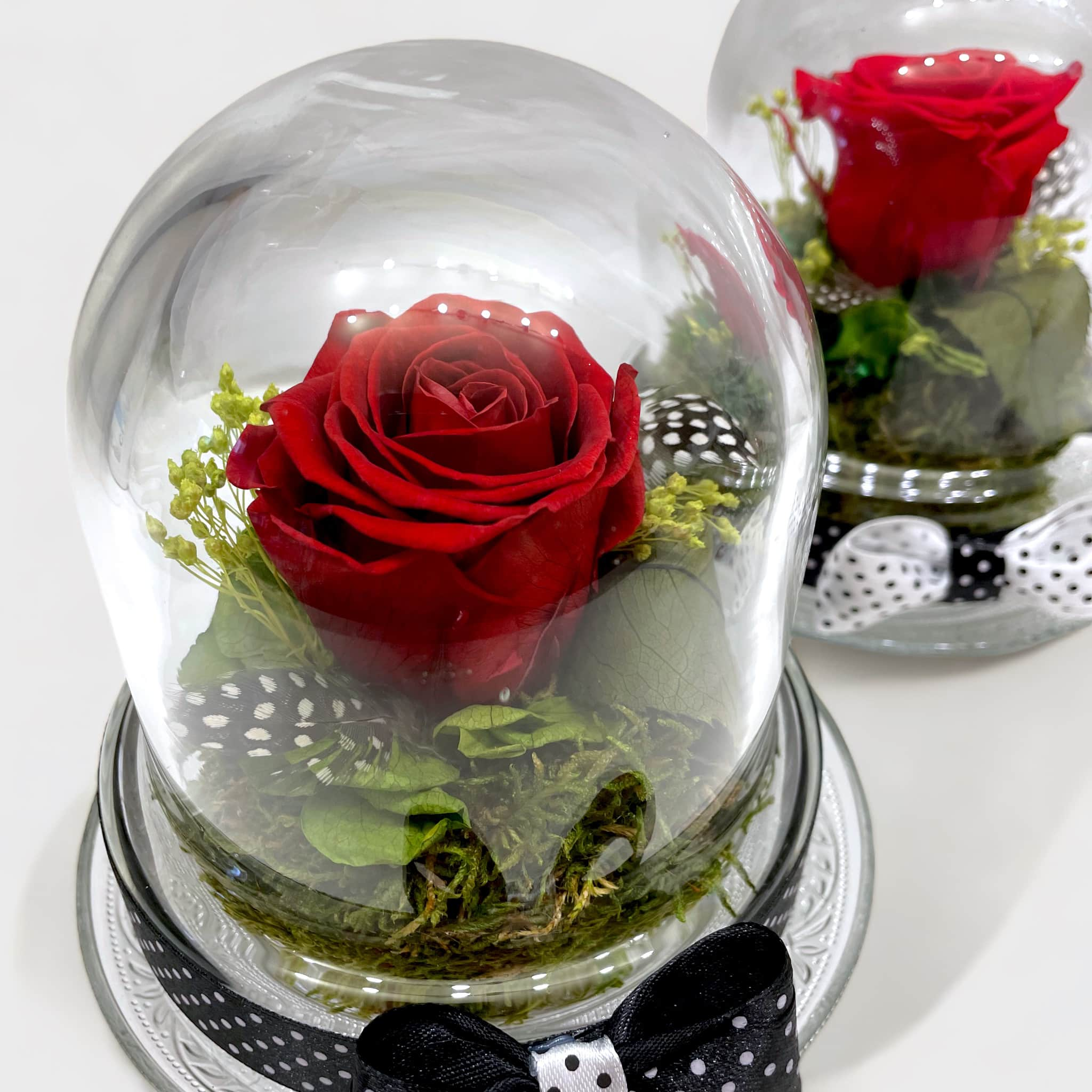 Two preserved red roses in glass dome