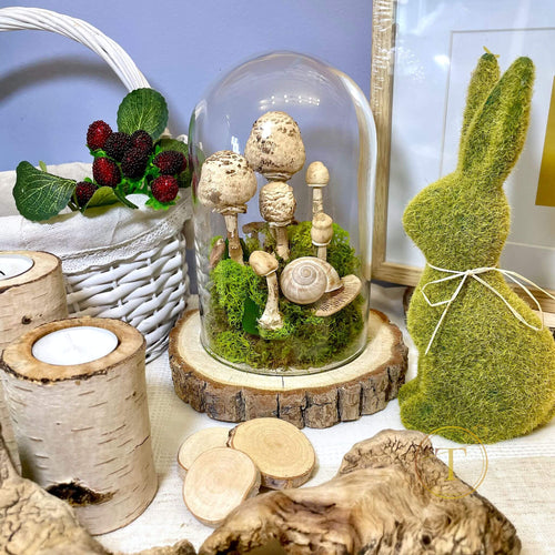 Fungus Family – terariu cu ciuperci reale uscate, zero intretinere