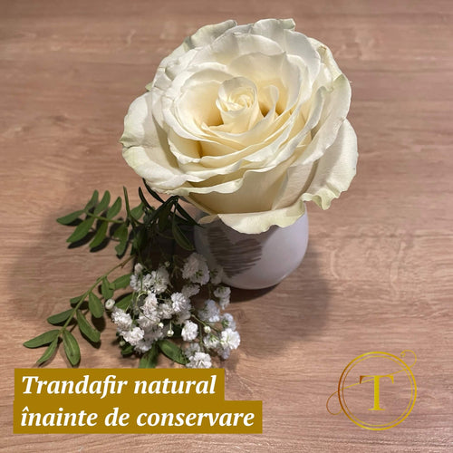 Aranjament cu trandafir conservat 3D in vaza din ceramica | Amintire pretioasa