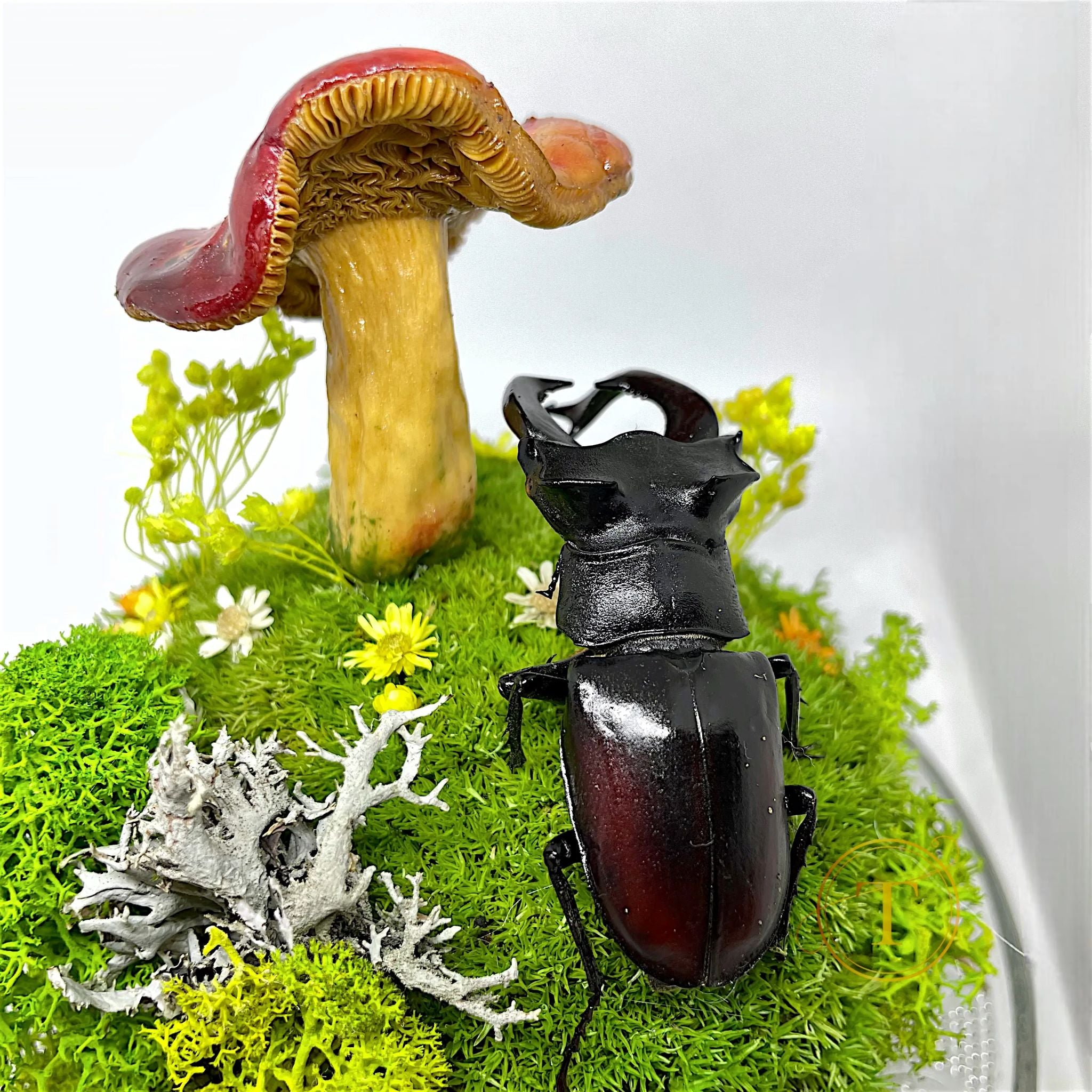 Woodland Relic: Real Stag Beetle and Red Mushroom Preserved Terrarium