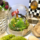 Woodland Relic: Real Stag Beetle and Red Mushroom Preserved Terrarium