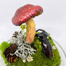 Woodland Relic 2: Real Stag Beetle & Red Mushroom Terrarium