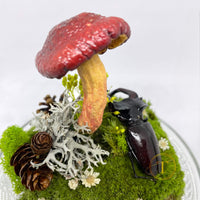 Woodland Relic 2: Real Stag Beetle & Red Mushroom Terrarium