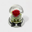 Red preserved rose in glass dome with ribbon