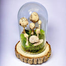 Fungus Family: Real Dried Mushrooms Zero-maintenance Terrarium