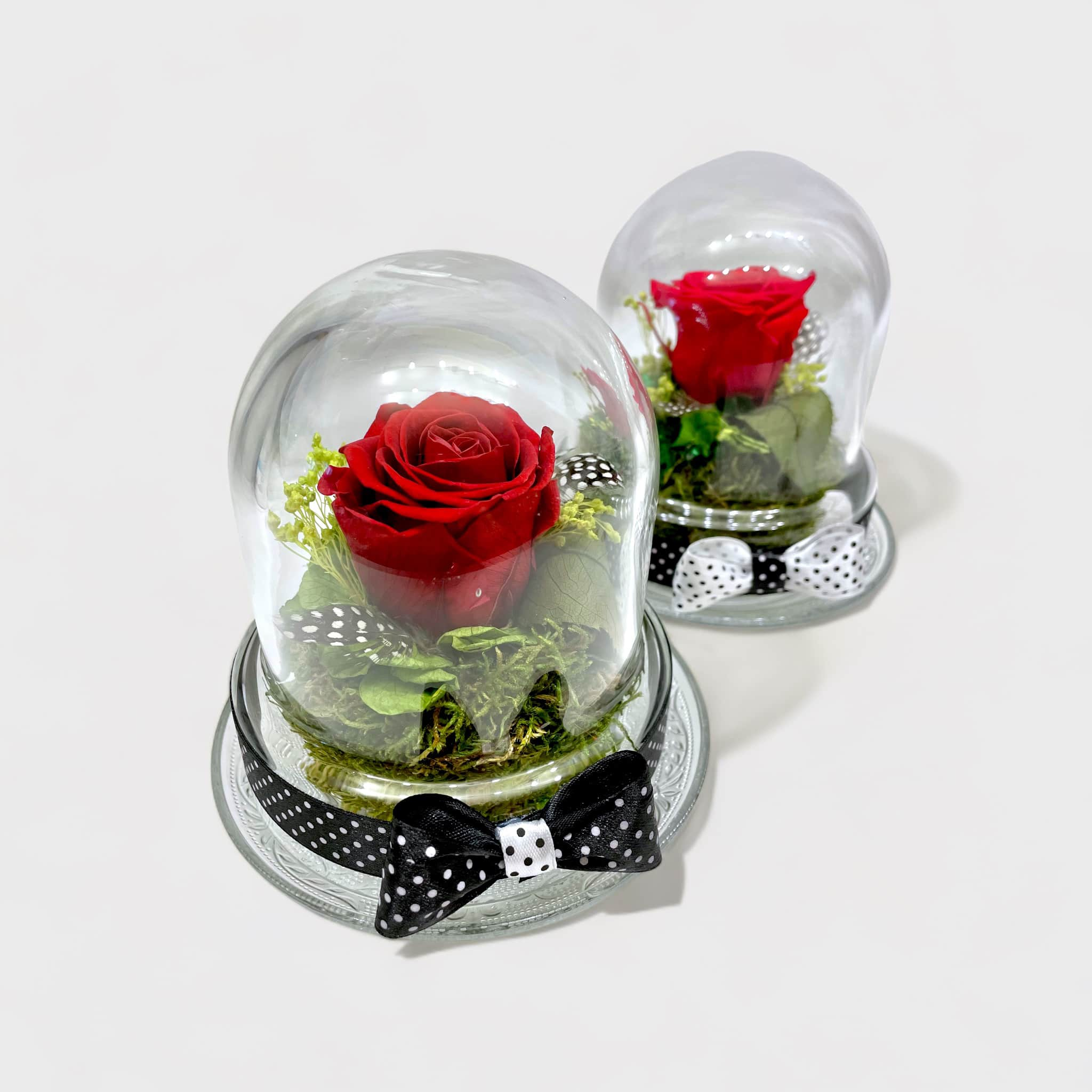 Two preserved roses in glass dome with black and white ribbons 