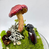 Woodland Relic 2: Real Stag Beetle & Red Mushroom Terrarium